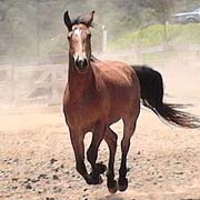 Rockem Sockem Andi, rescue horse adopted from FalconRidge