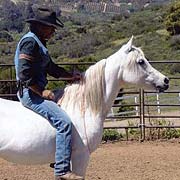 Dreamcatcher, rescue horse adopted from FalconRidge