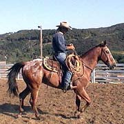 Mohican, rescue horse adopted from FalconRidge