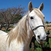 Snowbell, rescue horse adopted from FalconRidge