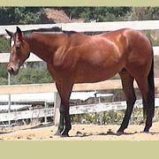 Tanner, rescue horse adopted from FalconRidge