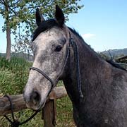 Tejon, rescue horse adopted from FalconRidge