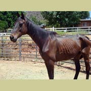 Tiger, an emaciated Warmblood currently being rehabilitated at FalconRidge and seeking donations or full sponsorship for his recovery.