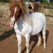 Twinkle, rescue horse adopted from FalconRidge